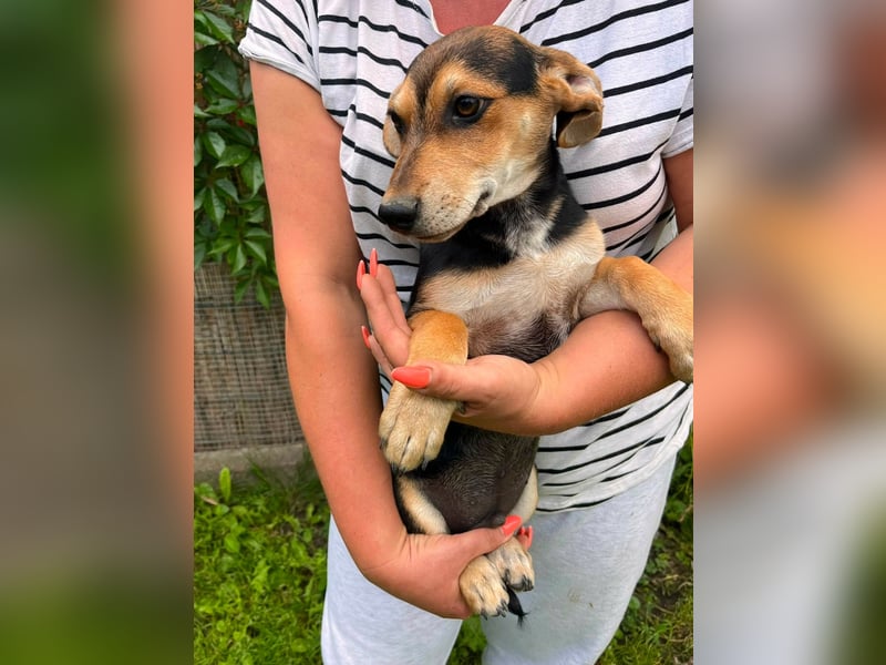 Teo, geboren 08.02.2026, 27cm sucht sein Körbchen