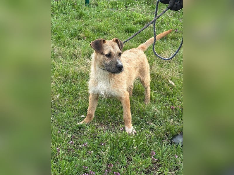 Jerry, geboren 15.07.2024, 42cm sucht sein Körbchen