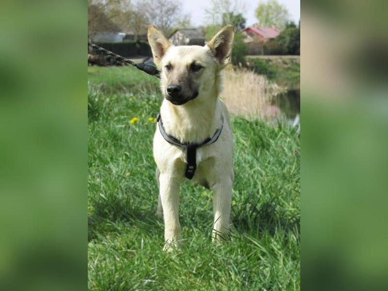 Aron, geb. 01.05.2025, 38 cm, wartet auf seine Chance