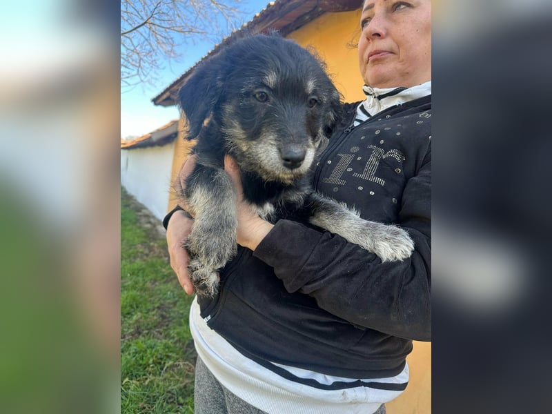 Ava, geboren 11.12.2025, 33cm sucht ihre Menschen