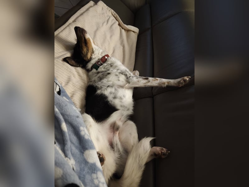 Milo, geboren 21.05.2023, 43cm sucht sein Zuhause (Pflegestelle in Deutschland)