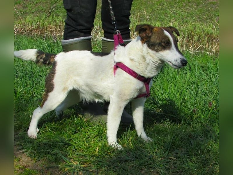 Szamoca, geb. 06/2025, 35 cm, sucht ihre Herzensmenschen