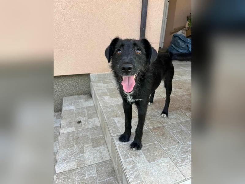 Terka, geboren 01.08.2024, 40cm sucht liebevolles Zuhause