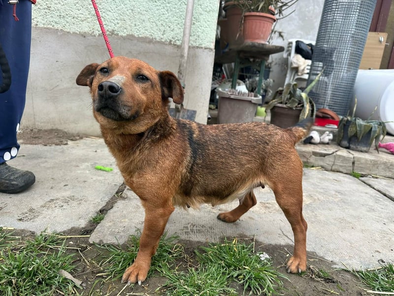 Paloma, geboren 01.10.2019, 34cm sucht ihre Menschen