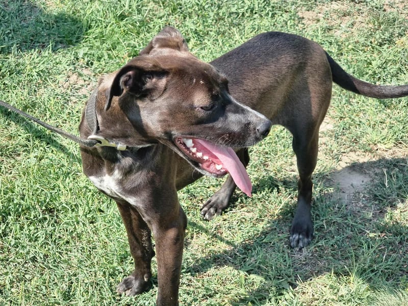 Hailey, geboren 25.01.2025, 39cm sucht aktives Zuhause