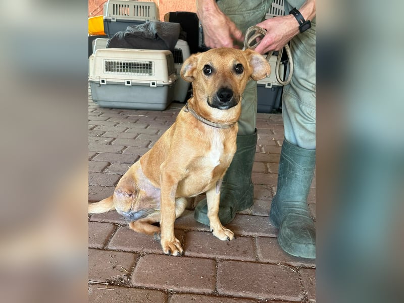 Brandon, geboren 01.11.2025, 42cm sucht sein Glück