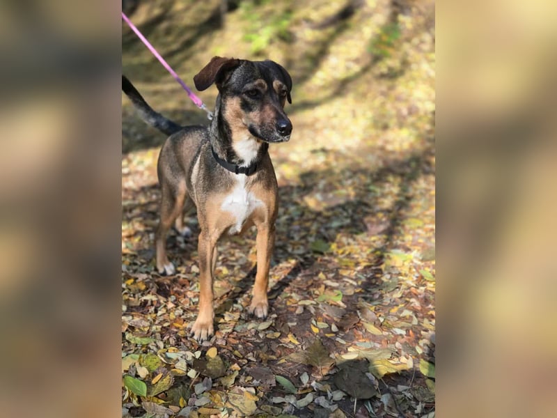 Pircsi, 2 Jahre, 42cm sucht erfahrene Hände