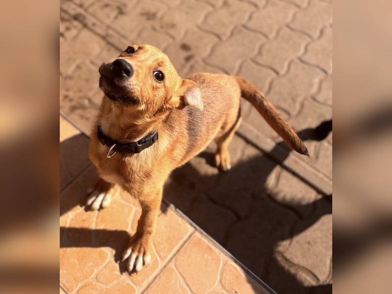 Koda, geboren 01.11.2025, 35cm sucht sein Körbchen