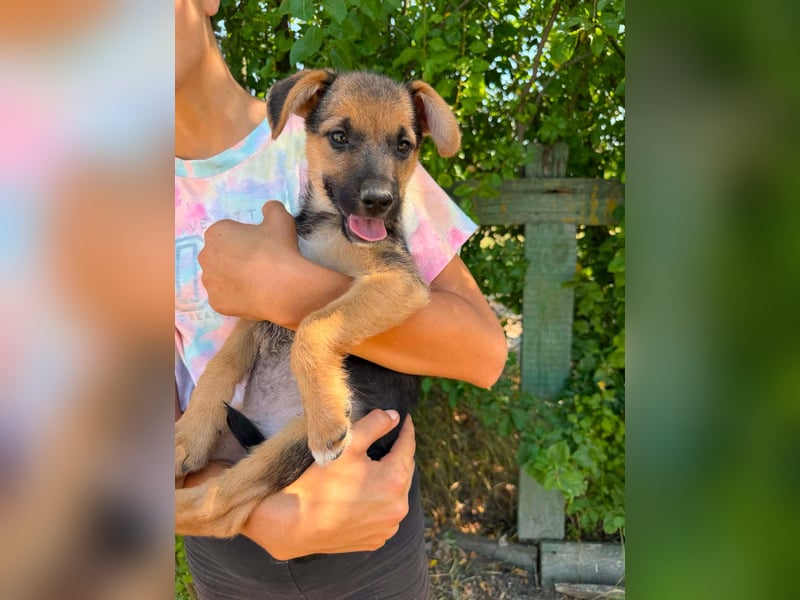 Dark, geboren 25.05.2026, 29cm sucht seine Menschen