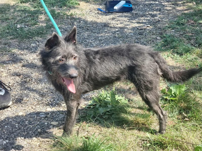 Amira, geboren 2022, 39cm sucht ihre Chance