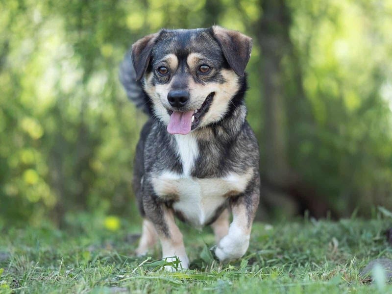 Mogyi, geboren 01.03.2023 sucht sein Glück