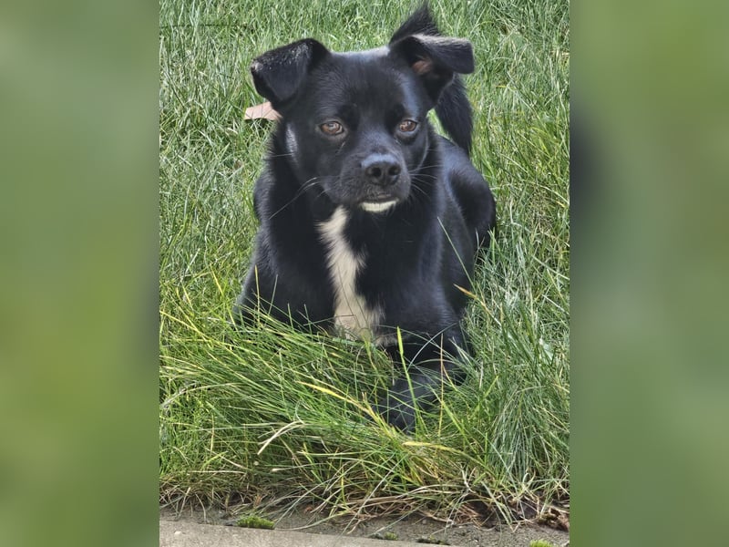 Onix, geboren 31.01.2025, 38cm sucht neuen Wirkungskreis (Pflegestelle in Deutschland)