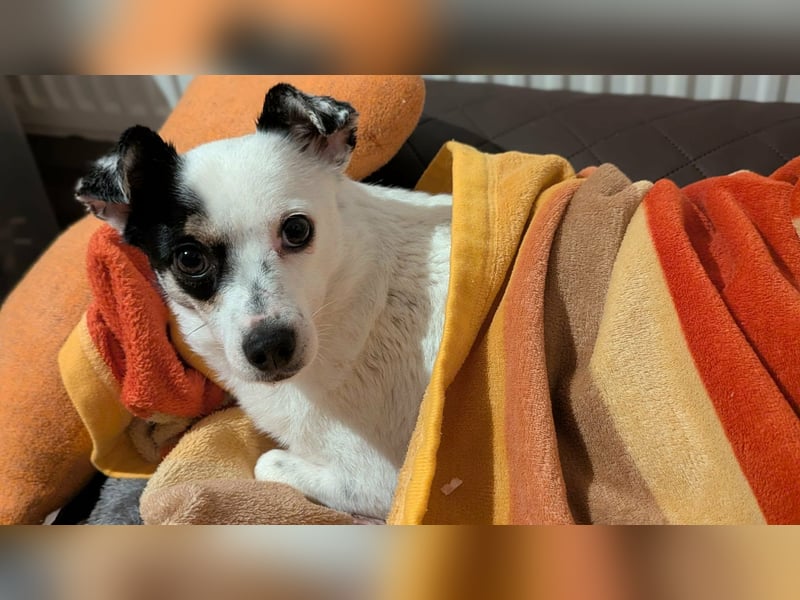 Mezi, geboren 21.05.2023, 35cm sucht ihr Körbchen (Pflegestelle Deutschland)