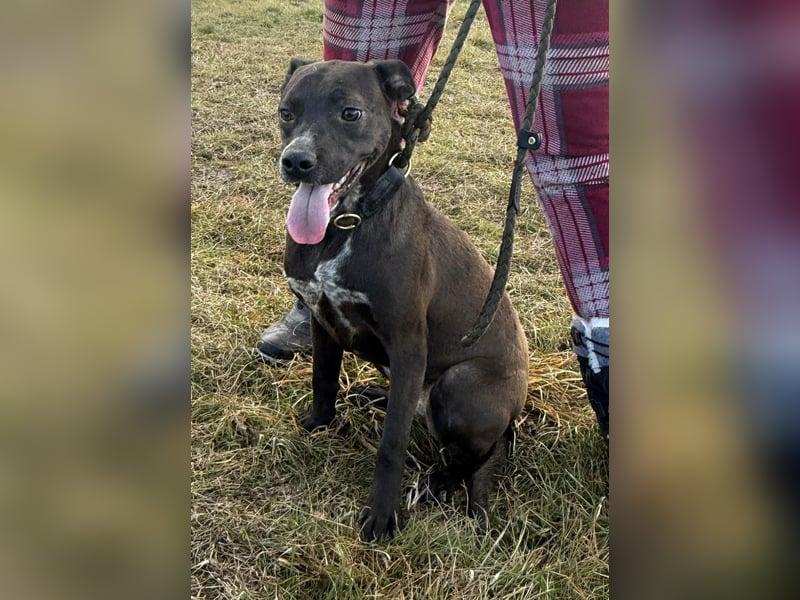 Hailey, geboren 25.01.2025, 39cm sucht aktives Zuhause