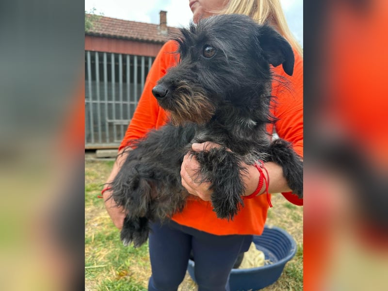 Pixie, geboren 02.11.2025, 33cm sucht ihr Zuhause