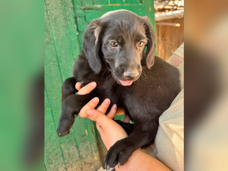 Mabel, geboren 04.05.2026, 26cm sucht ihre Menschen