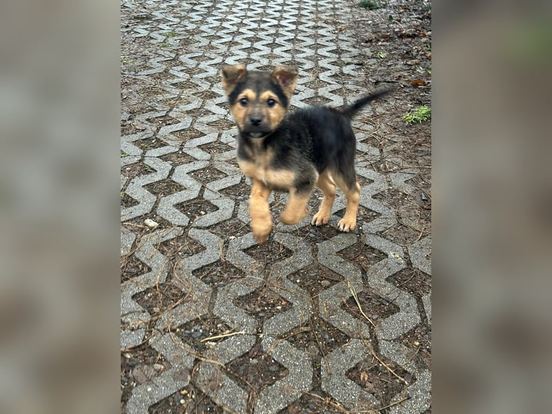 Mancs, geboren 04.10.2025, 30cm sucht leibevolles Zuhause