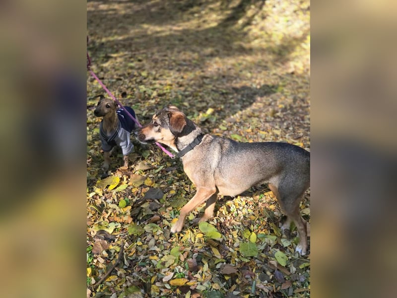 Pircsi, 2 Jahre, 42cm sucht erfahrene Hände