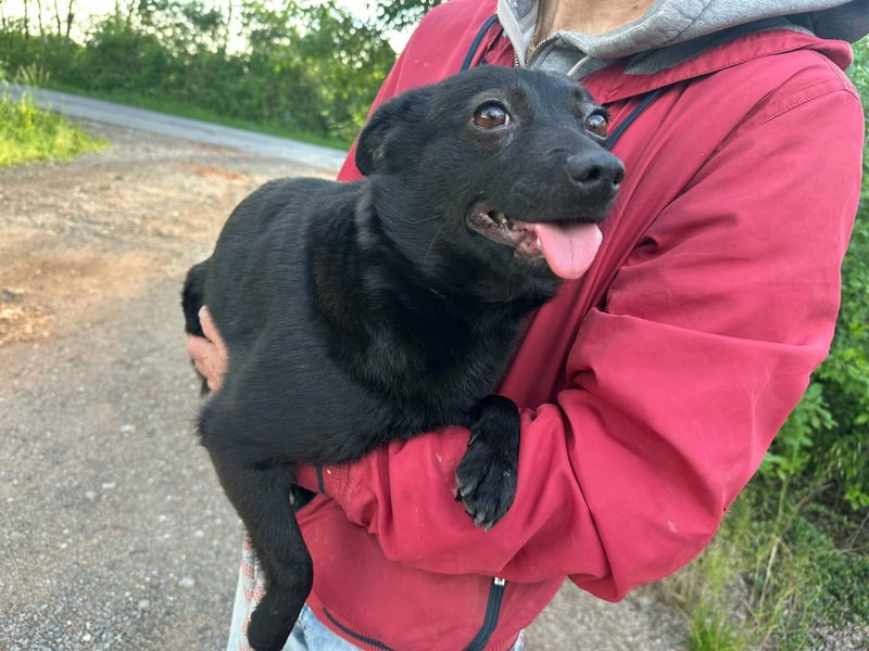 Ajna, geb. 06/2024, 39 cm, sucht ihre Herzensmenschen