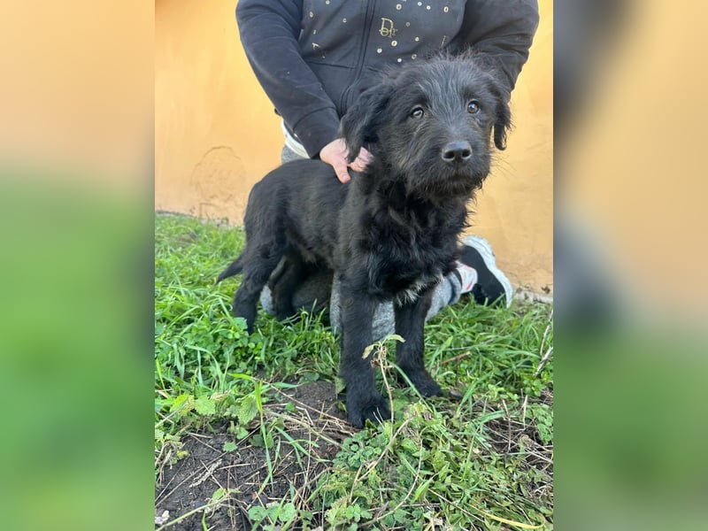 Tommy, geboren 11.12.2025, 36cm sucht sein Plätzchen