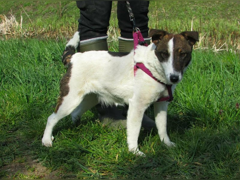 Szamoca, geboren 06.2025, 35cm sucht ihre Familie