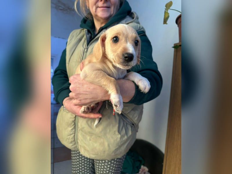 Darla, geboren 10.11.2025, 24cm sucht ihr Zuhause