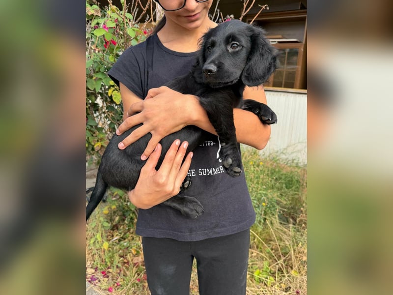 Emil, geboren 05.07.2026, 26cm sucht sein Zuhause
