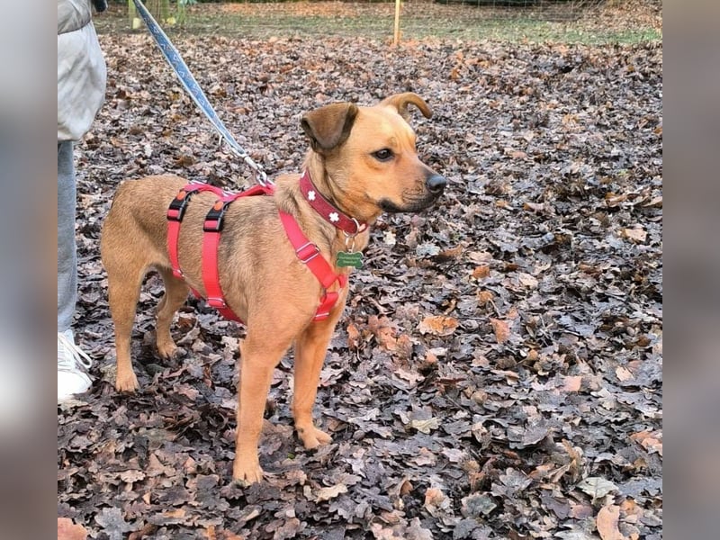 Borcsa, geboren 25.06.2024, 41cm sucht ihr Körbchen (Pflegestelle Deutschland)