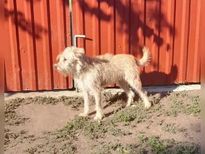 Berci, 1,5 Jahre, 35cm, wartet auf sein Glück