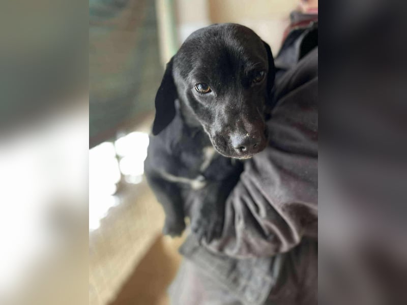 Brooklyn, geboren 01.11.2021, 32cm sucht sein Zuhause