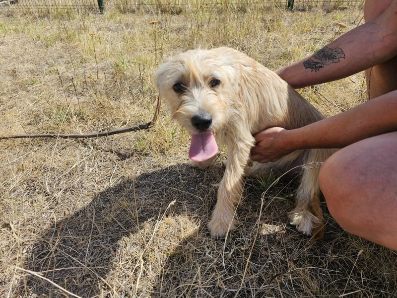 Libby, geboren 01.04.2026, 40cm sucht ihr Glück