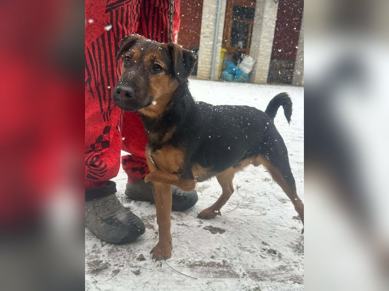 Marko, geboren 26.06.2025, 40cm sucht tierliebe Menschen