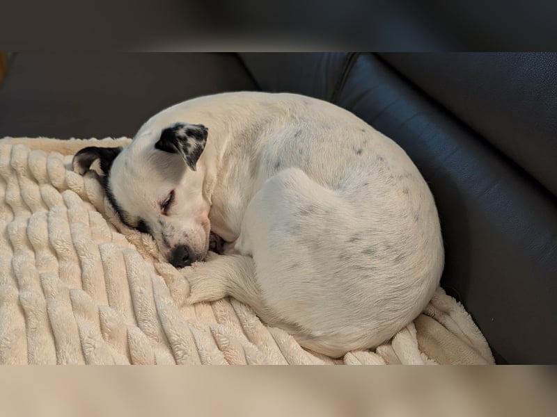 Mezi, geboren 21.05.2023, 35cm sucht ihr Körbchen (Pflegestelle Deutschland)