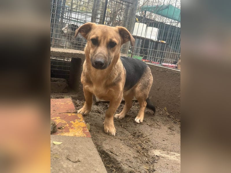 Marwin, geboren 01.04.2025, 40cm sucht sicheres Zuhause