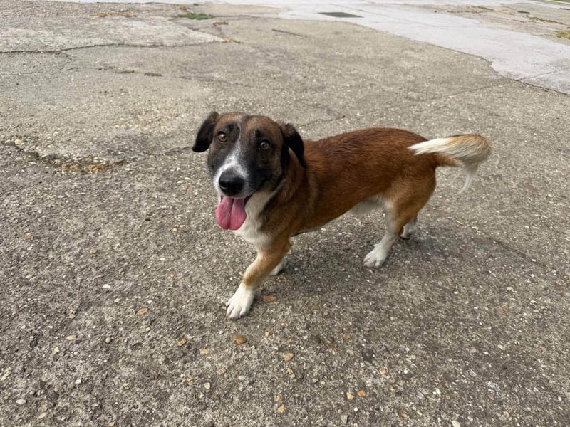 Nandy, geboren 26.02.2023, 32cm sucht sein Zuhause