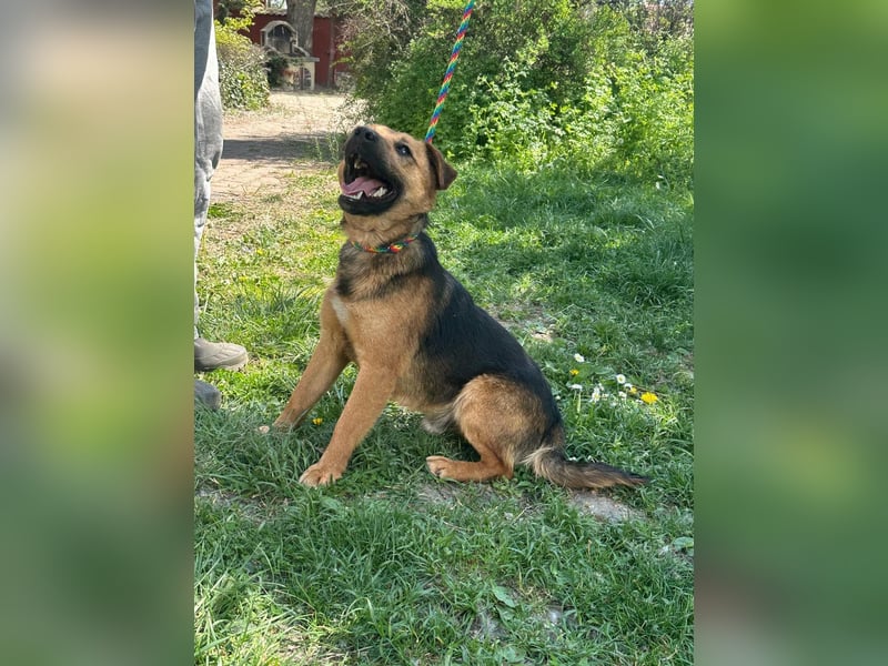 Bendeguz, geboren 01.02.2024, 39cm sucht Hoffnung