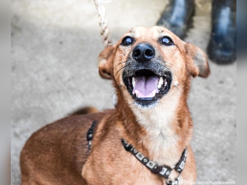 Füge, geb. 2021, 40 cm wartet sehnsüchtig auf seine Menschen