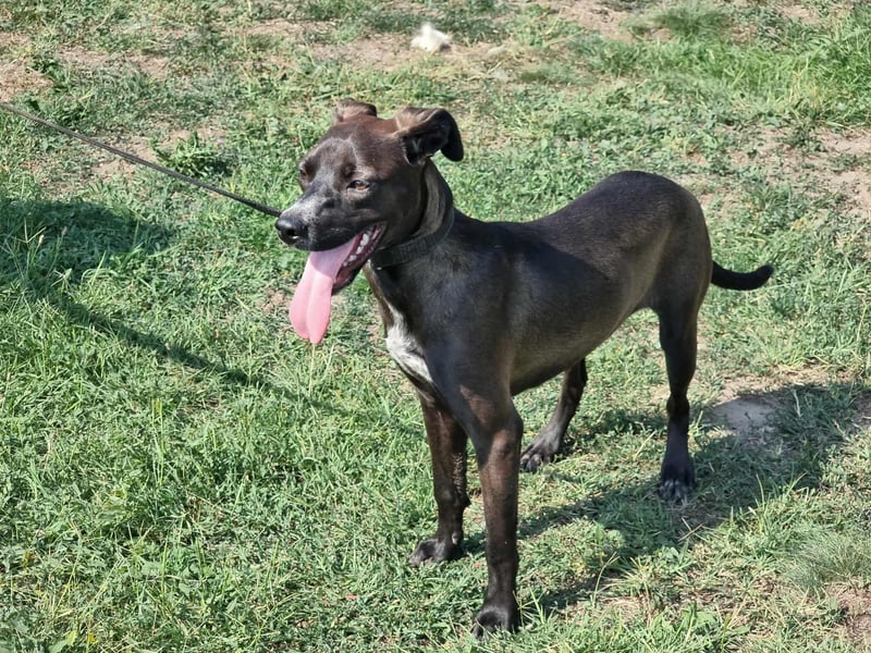 Hailey, geboren 25.01.2025, 39cm sucht aktives Zuhause