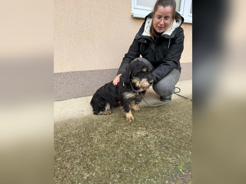 Cupido, geboren 01.02.2024, 42cm sucht sein Zuhause