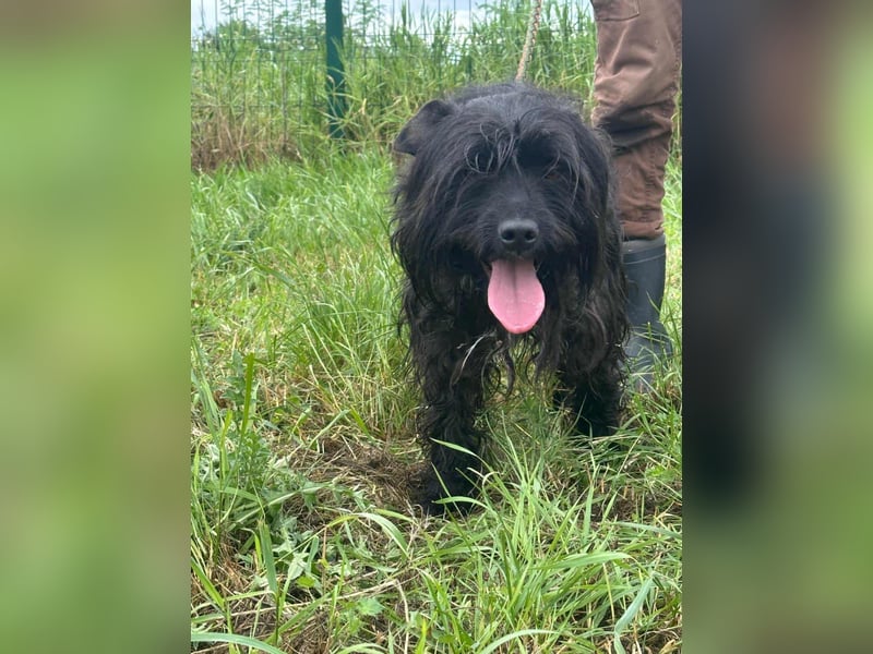 Rambo, geboren 01.03.2023, 42cm sucht sein für immer Zuhause