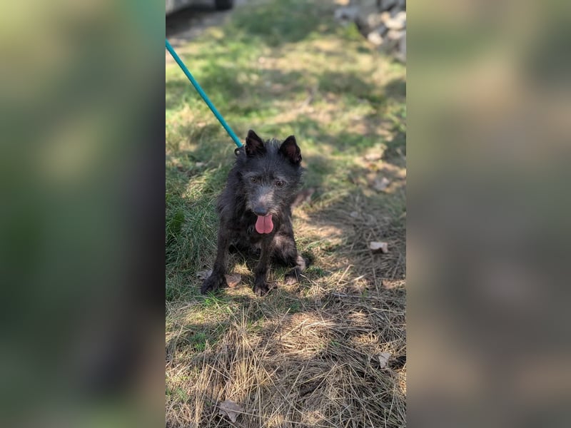 Amira, geboren 2022, 39cm sucht ihre Chance