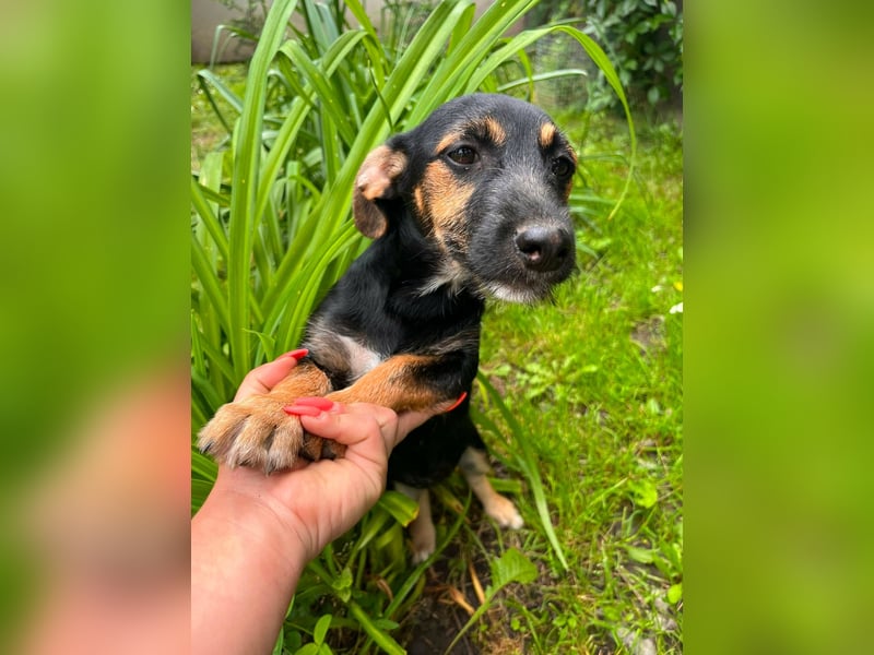 Tilli, geboren 08.02.2026, 26cm sucht ihre Chance