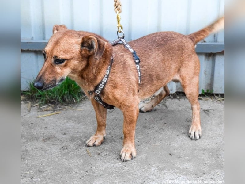 Füge, geb. 2021, 40 cm wartet sehnsüchtig auf seine Menschen