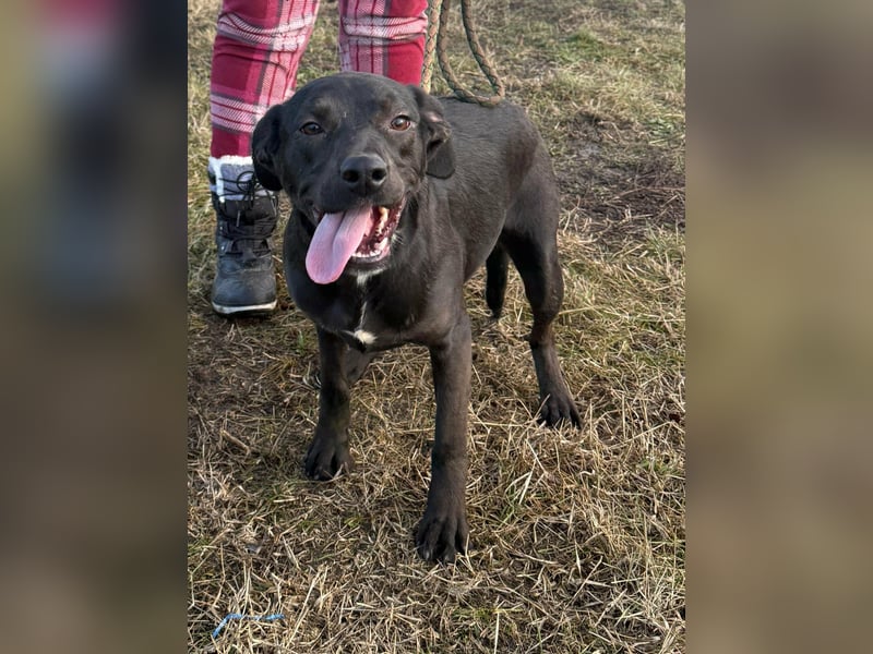 Hella, geboren 25.01.2025, 42cm sucht ihr Für-immer-Zuhause