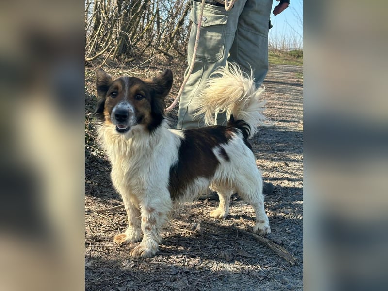 Aldo, geboren 20.02.2024, 34cm sucht seine Menschen