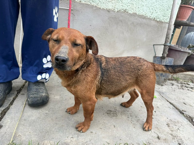 Paloma, geboren 01.10.2019, 34cm sucht ihre Menschen