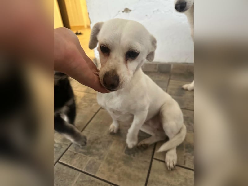 Vanilla, geboren 01.2023, 32cm sucht liebevolles Zuhause