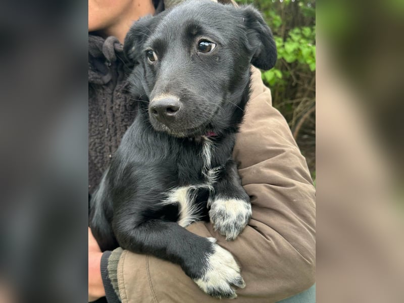 Jack, geboren 03.01.2026, 31cm sucht seine Menschen