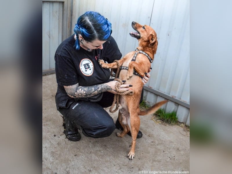 Füge, geb. 2021, 40 cm wartet sehnsüchtig auf seine Menschen