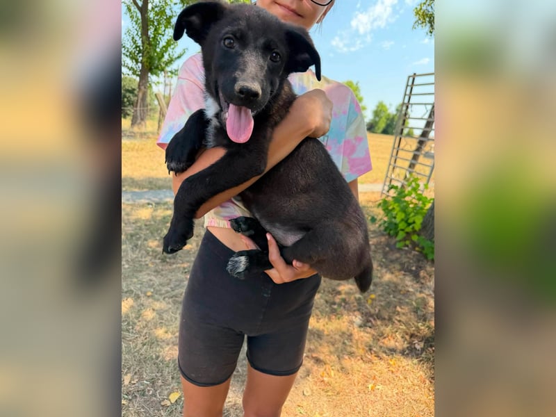 Diablo, geboren 25.05.2026, 32cm sucht seine Chance